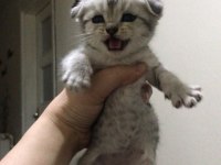 1 buçuk aylık kırık kulak scottish fold