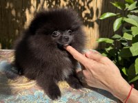 Garantili pomeranian tea cup dişi