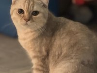 British Shorthair Oğlumu Sahiplendiriyorum