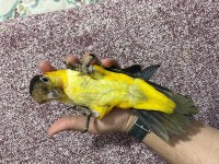 7 aylık full evcil portakal kayık