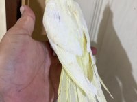 46 GÜNLÜK LUTİNO BEBEK SULTAN PAPAĞANI