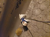 Oyuncu İnsan Canlısı Safkan Cream French Bulldog Acil
