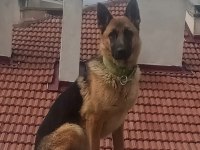Safkan Alman Çoban Köpeği 10 Aylık