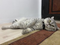 scottish fold