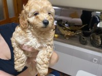 Çok tatlı maltipoo dişi yavrularımız