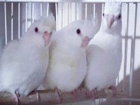 Yavru albino sultan papağanları