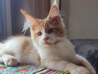 Tüm aşı ve belgeleri eksiksiz şecereli safkan maine coon