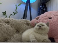 Bluepoint Dişi british shorthair yavruları