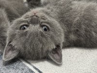 Scottish fold kediler