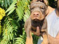 İri Doberman Yavrular