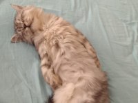 British Longhair dişi Aşıları herşeyi tam