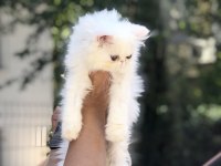 Sağlıklı iran kedisi yavrular