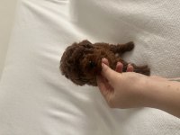 Erkek Red Brown Toy Poodle