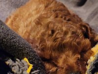 Micro teacup toy poodle yavrular teslime hazır ev ortamı