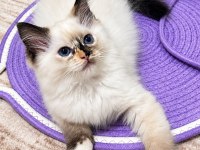 Ragdoll bebekleri