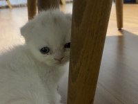 Scottish fold bebekler