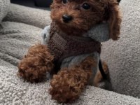 TOY POODLE YAVRUSU