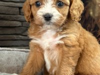 En Özel Cavapoo Yavruları Çiftlikten