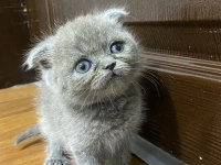 Scottish fold bebekler