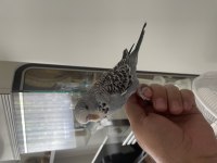 45 günlük şov jumbo ele alışkın