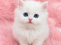 Mükemmel Kalitede British Longhair Bebeğim