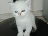 Blue point yavru kediler