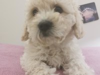 Maltipoo Adrese Teslim, Kapıda Ödeme Yapabilirsiniz
