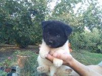 Amerikan Akita yavrularımız