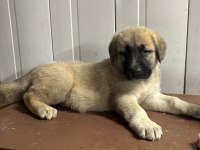 Boz Kangal Yavruları