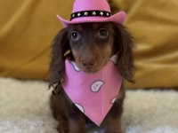 Kayıtlı, Sağlıklı ve Parlak Tüylü Longhair Dachshund