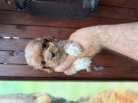 Teacup kore maltipoo yavrular