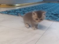 British Shorthair Yavrumuz 1 Aylık