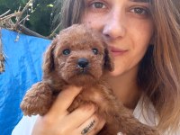 Red Maltipoo Yavruları