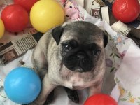 A Kalite PUG MOPS BEBEKLER