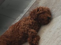 Poodle köpeğimiz