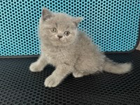 BRİTİSH UZUN VE KISA TÜYLÜ BEBEKLER