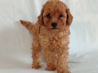 Orjinal Toy Poodle