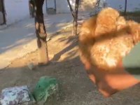 45 günlük erkek dişi maltipoo bebekler