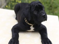 Irk ve sağlık garantili şecere belgeli cane corso