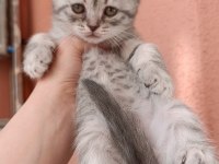 Scottish Fold Yavrular