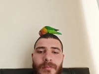 Cennet Papağanı Eğitimli