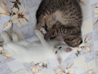 Yavru scottish fold kediler