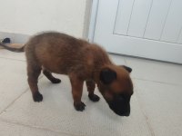 40 günlük dişi erkek malinois