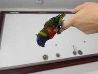 El besleme 2 aylık bebek lori papağanı