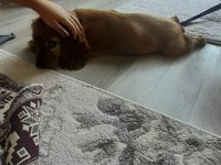 3 aylık dişi american cocker yavrumuz