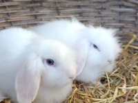 Hollanda teddy lop damızlık takım tavşan