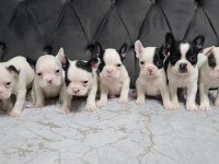 DÜNYA GÜZELİ A KALİTE FRENCH BULLDOG YAVRULAR MİCRO BOY