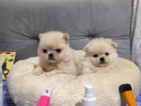 Üst düzey Mini Pomeranian Bebeklerimiz