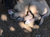 Kangal köpeğimiz sahiplendirilecek