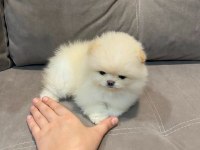 Erkek- Dişi Kar Beyaz Pomeranian Yavrularımız